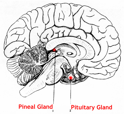 The Piezoelectric Effect and the Pineal Gland in... - The Awakened